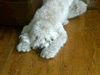 Ed Hoffman Floor Service: Image